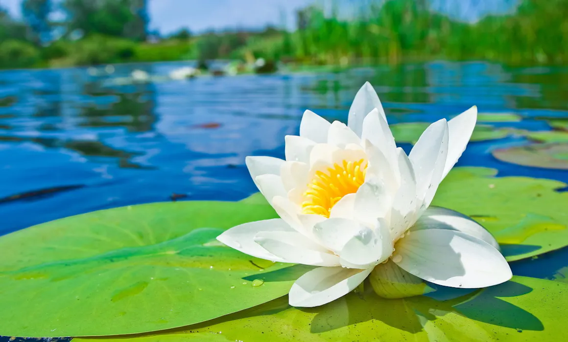 6985130-water-lily-hd-scaled-1
