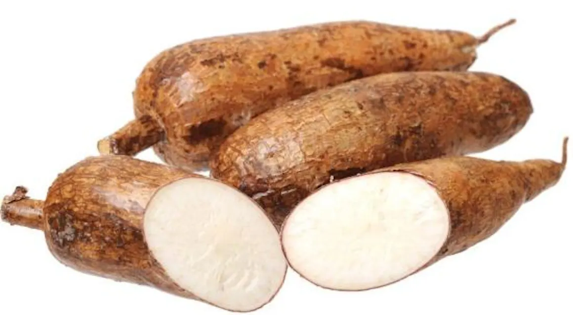 tapioca