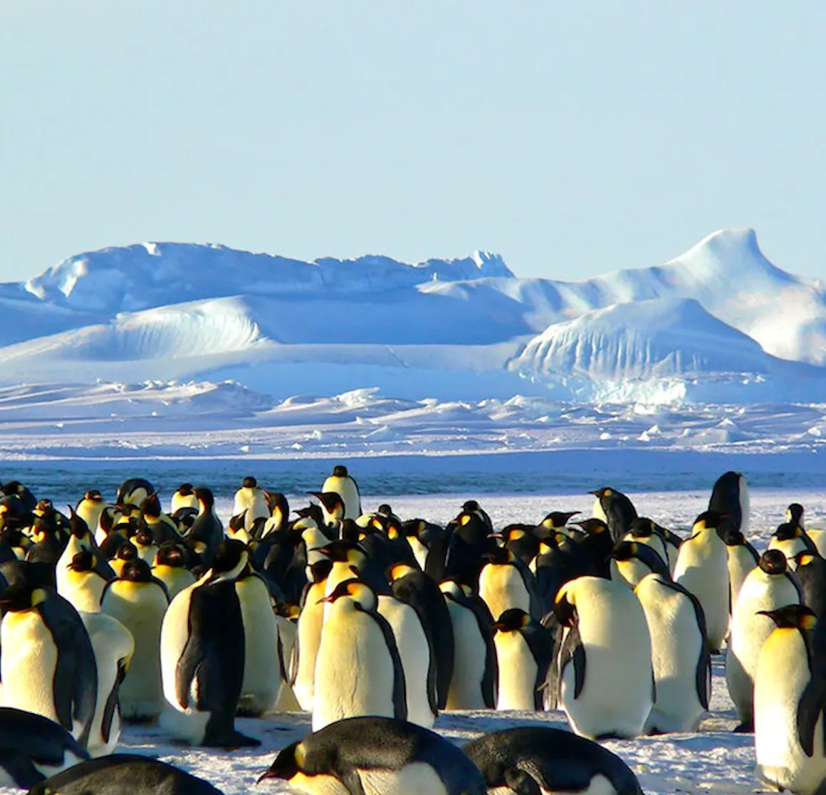 Πιγκουϊνοι